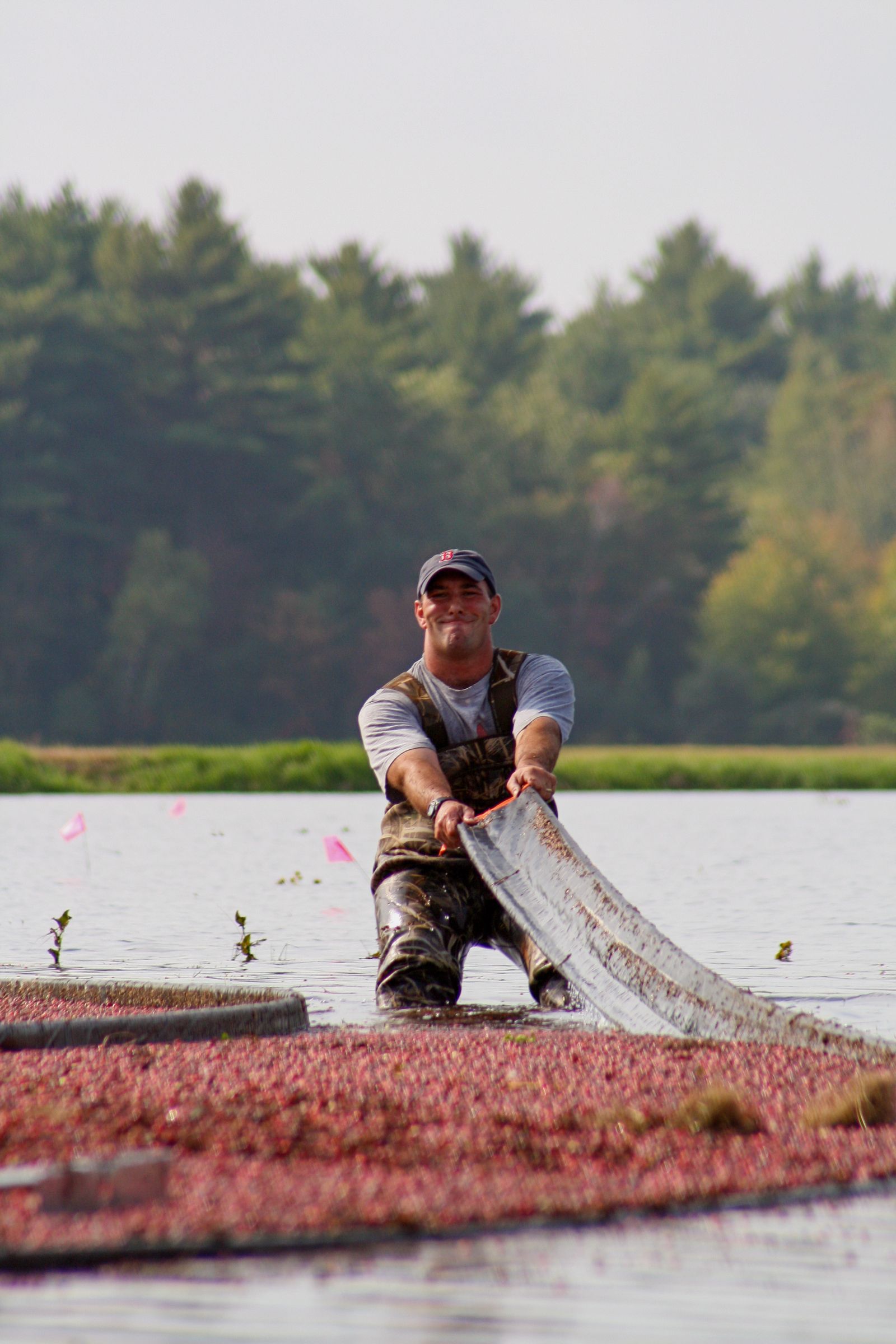 A worker corralling floating cranberries during harvest