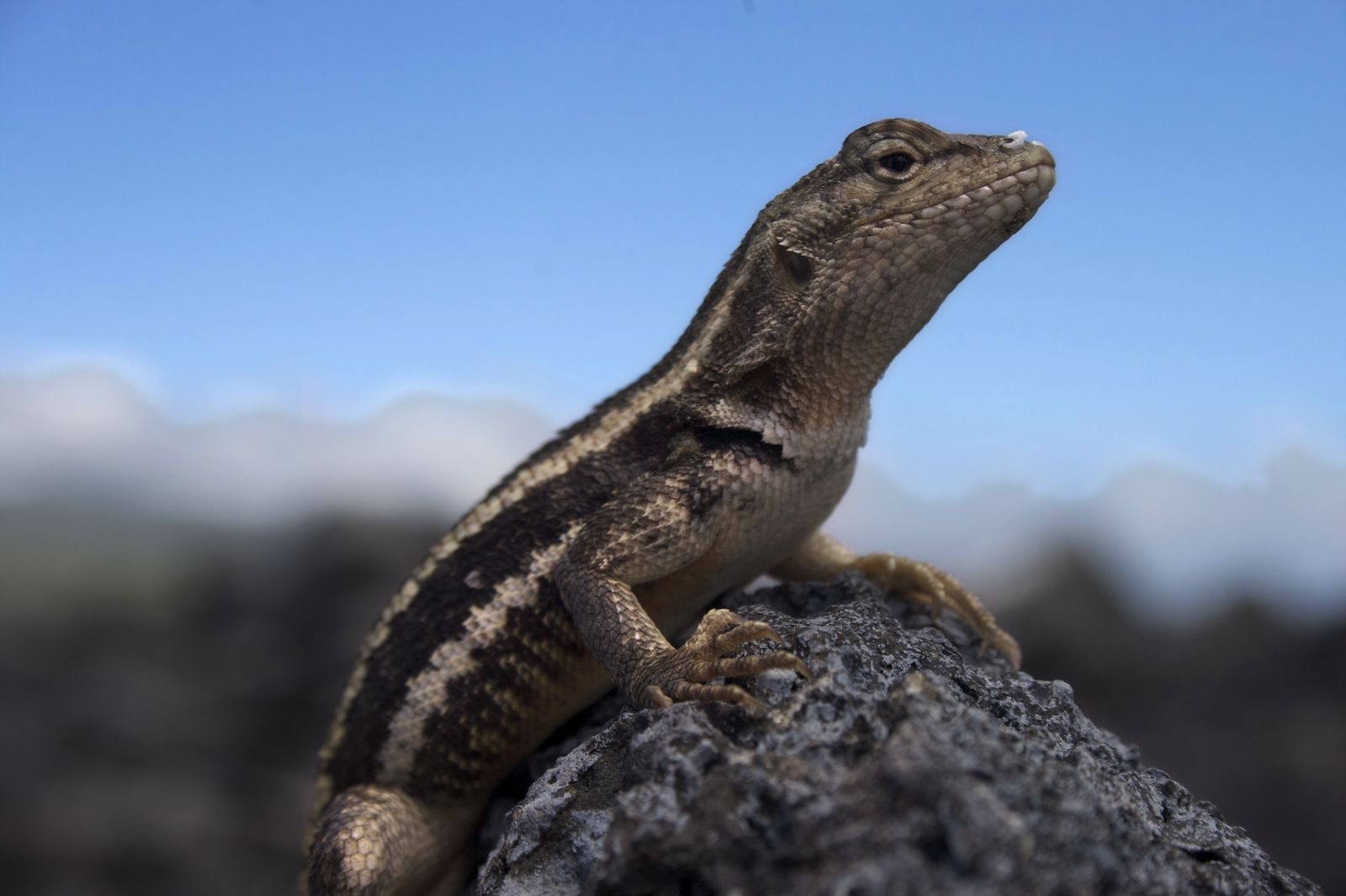 A lava lizard on volcanic rock under a blue sky