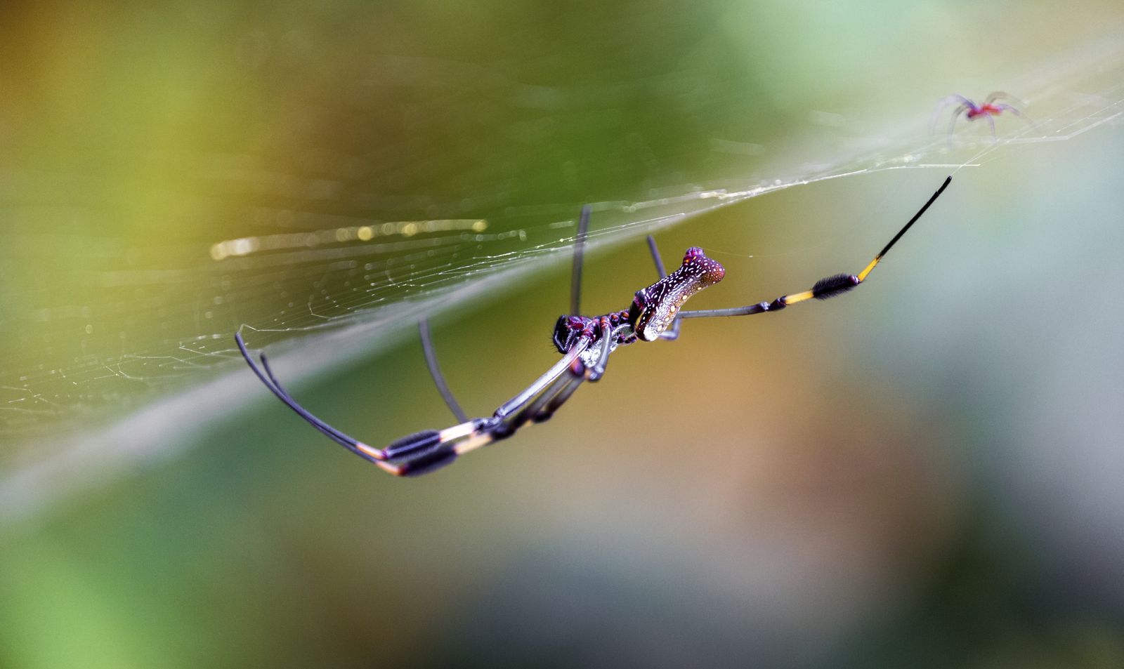 Golden orb spider on its web